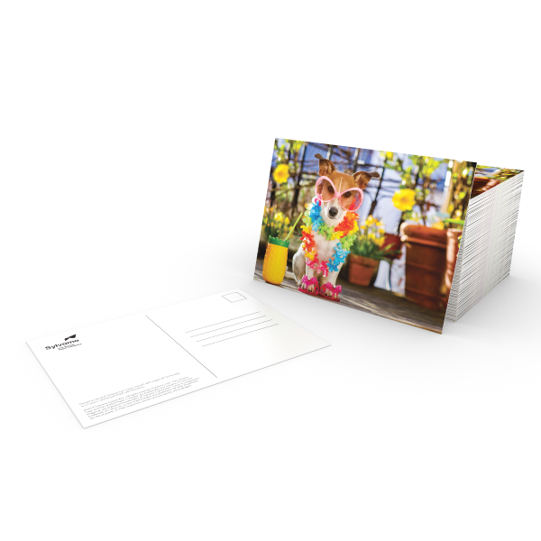 Corgi Postcard
